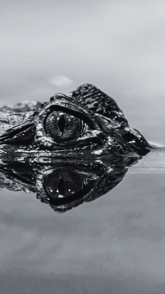 Un crocodile - ©sko1970 via pixabay
