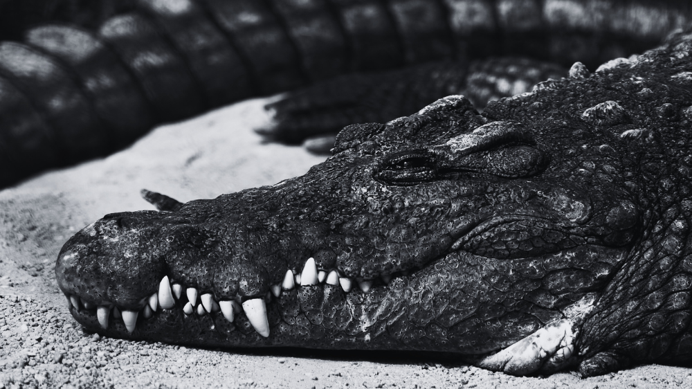 Crocodile - ©wirestock via Freepik