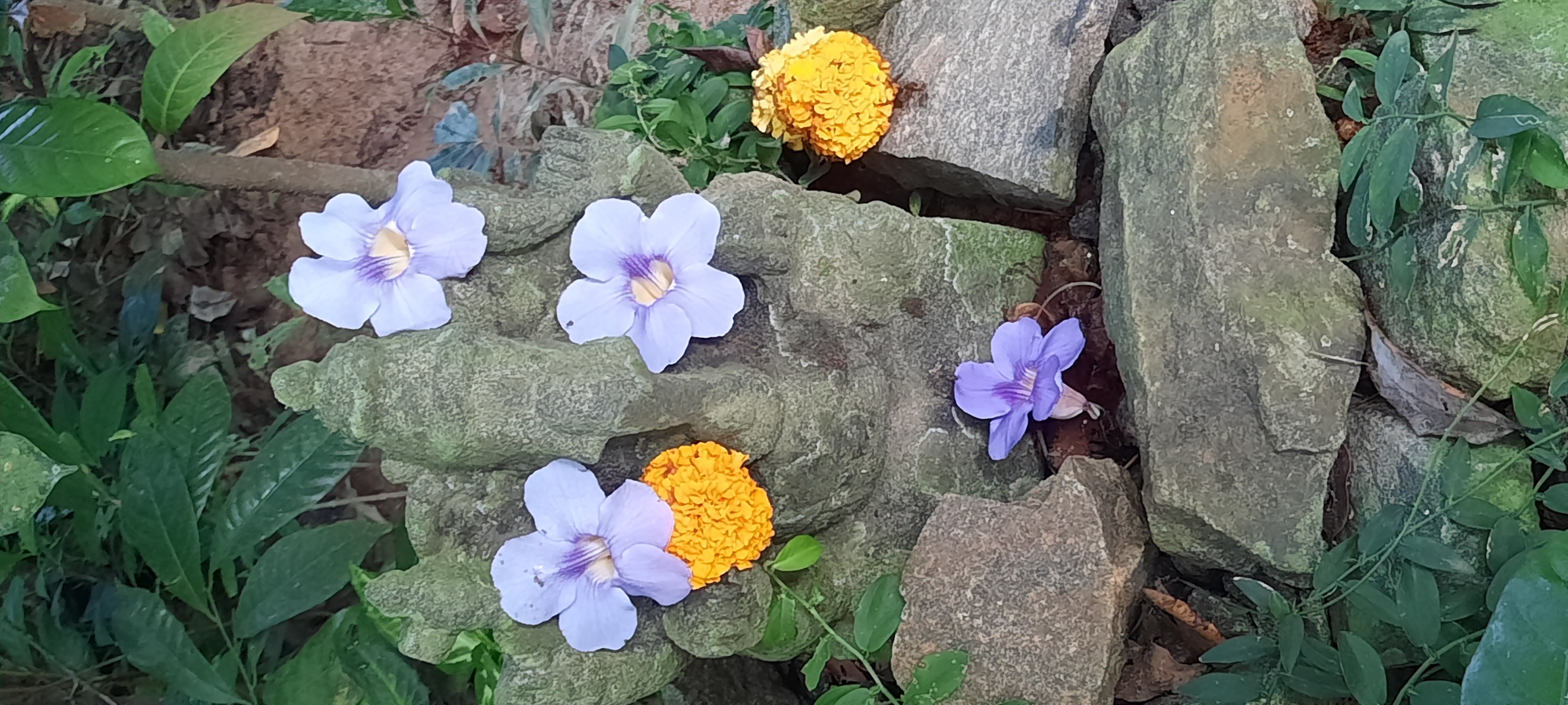 Content Library Image