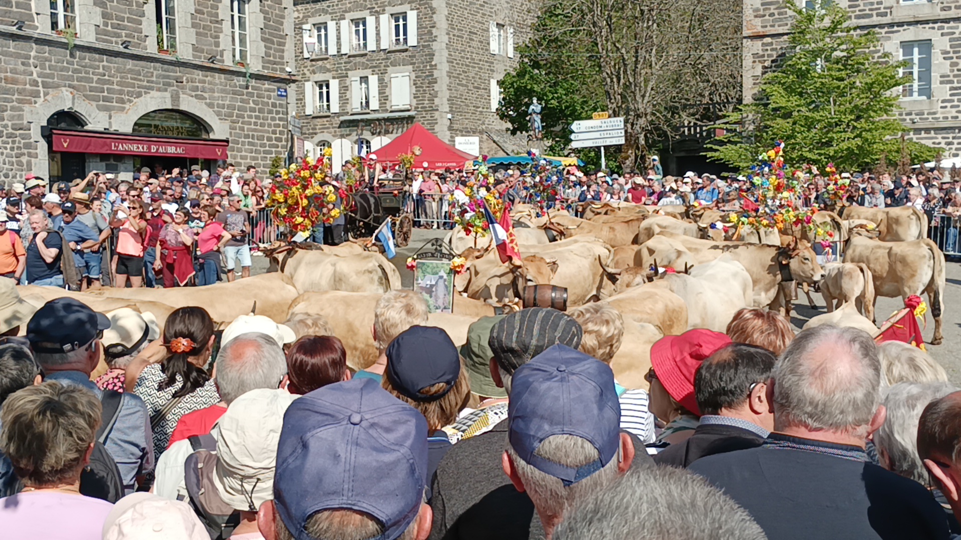 On a mis des vaches dans un parc pour venir regarder des milliers de gens...