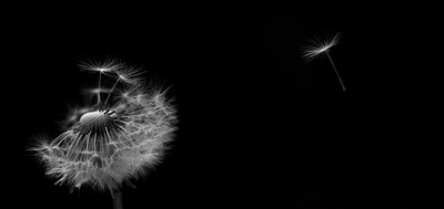 Dandelion, by isit_ric (CC-BY)