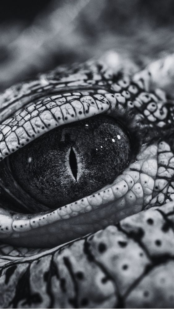 Photo d'un oeil de crocodile — ©Egor Kamelev