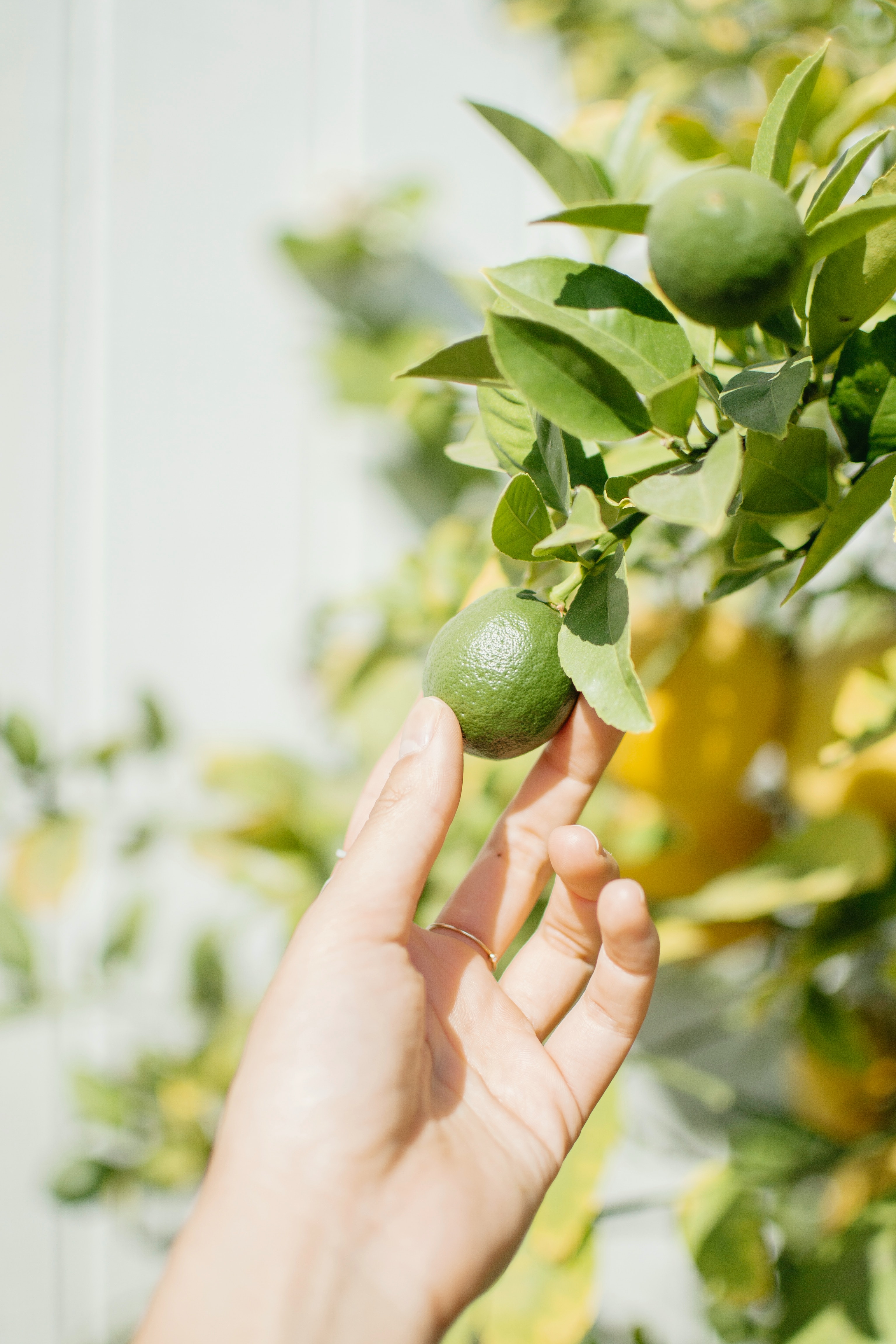 hand picking a key lime from a lime tree