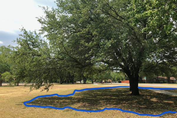 live oak tree with an outline of dripline in blue