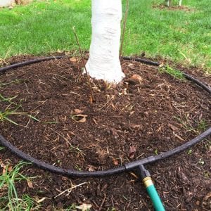 tree base with soaker hose around the dripline