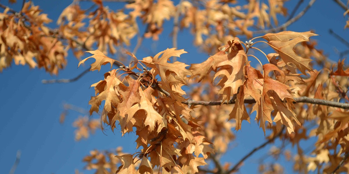 red oak leaves that are dried 