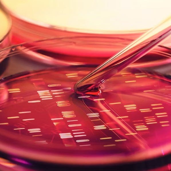 Fotografia de Placa de Petri