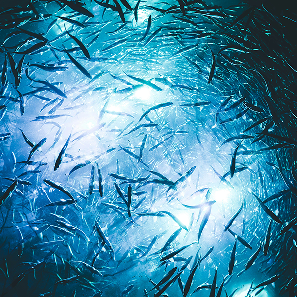 Cardume (fonte: Teryll KerrDouglas - Unsplash)