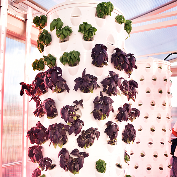 Agricultura vertical de manjericão