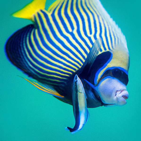 Bodião-limpador "em ação" - Foto de David Clode na Unsplash