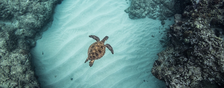 Distinguir ordenamento do espaço marinho de planeamento de áreas marinhas protegidas é fundamental para um oceano sustentável