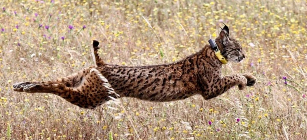 Lince ibérico. População cresce 20% num ano