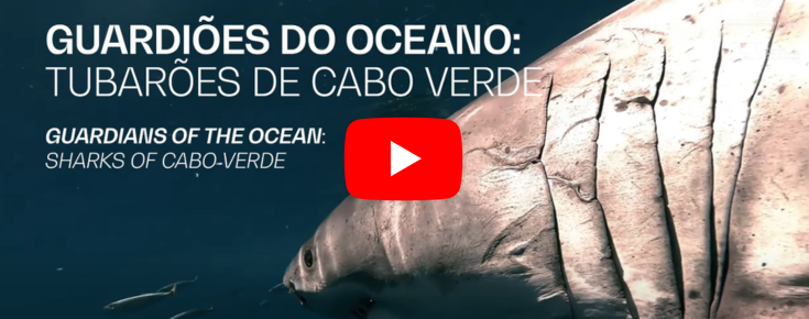 Guardiões do Oceano: Tubarões de Cabo Verde (FCT AGA-KHAN)