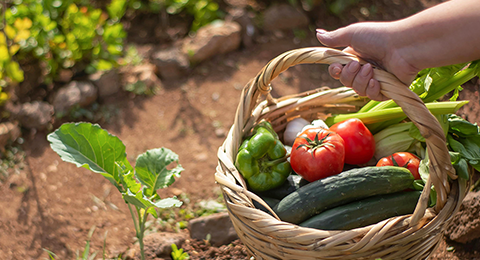 Cesto com legumes