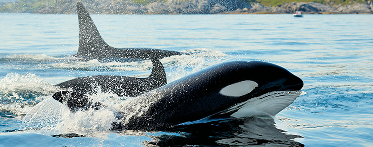 Encontros perigosos na costa portuguesa: "Para as orcas é uma brincadeira, para os veleiros não" Orcas (fonte: Unsplash - Vidar Nordli-Mathisen)