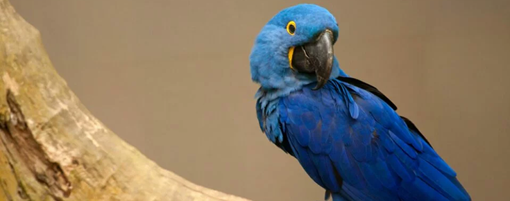 Arara-azul-de-lear (fonte: Tacio Philip - Getty Images)