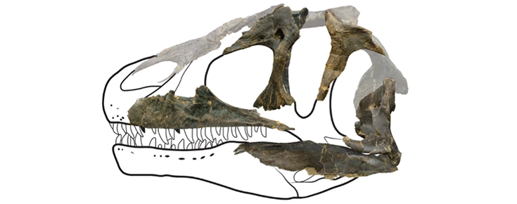 Elisabete Malafaia: Crânio de predador do Jurássico português testemunha relação entre a Península Ibérica e a América do Norte Fóssil