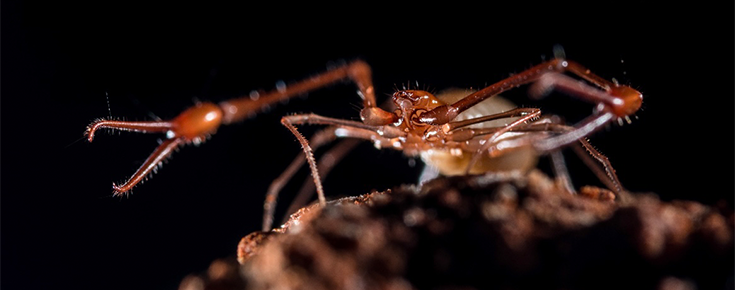 Pseudo-Escorpião Gigante das Grutas do Algarve