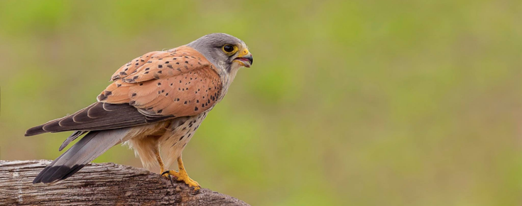 Peneireiro-de-dorso-malhado