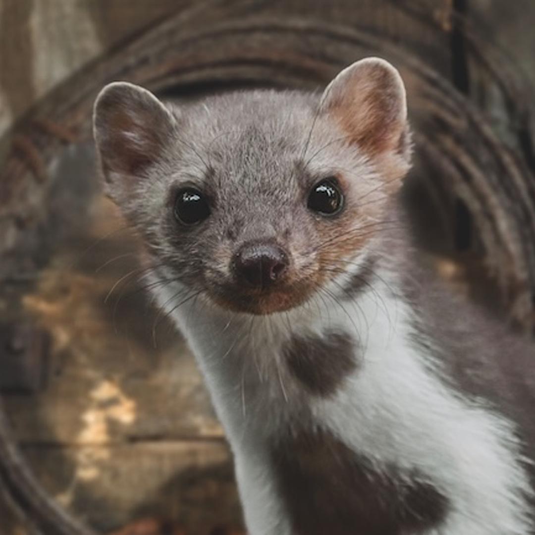 Toyota Marderabwehr, Bild von einem Marder