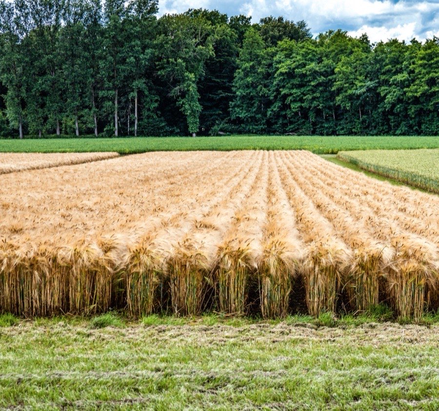 Wintergerste im Controlled-Row-Farming-System auf dem Versuchsgut Wambergen