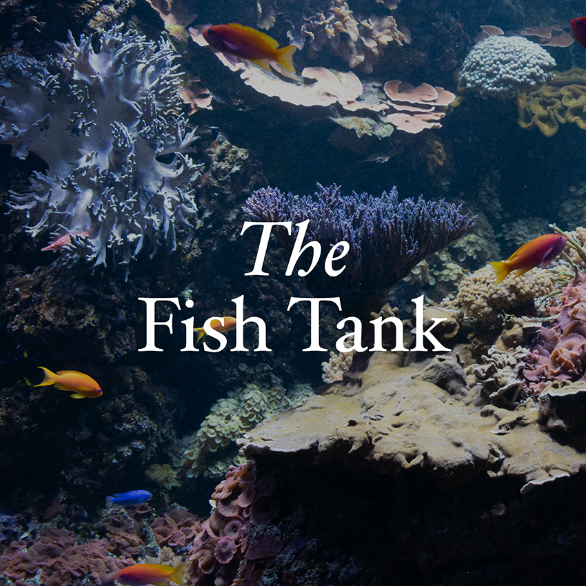 The Fish Tank