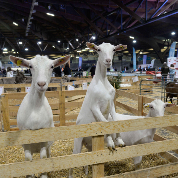 Des chèvres curieuses au salon La ferme s'invite. Parc des expositions. Poitiers. Nov. 2024