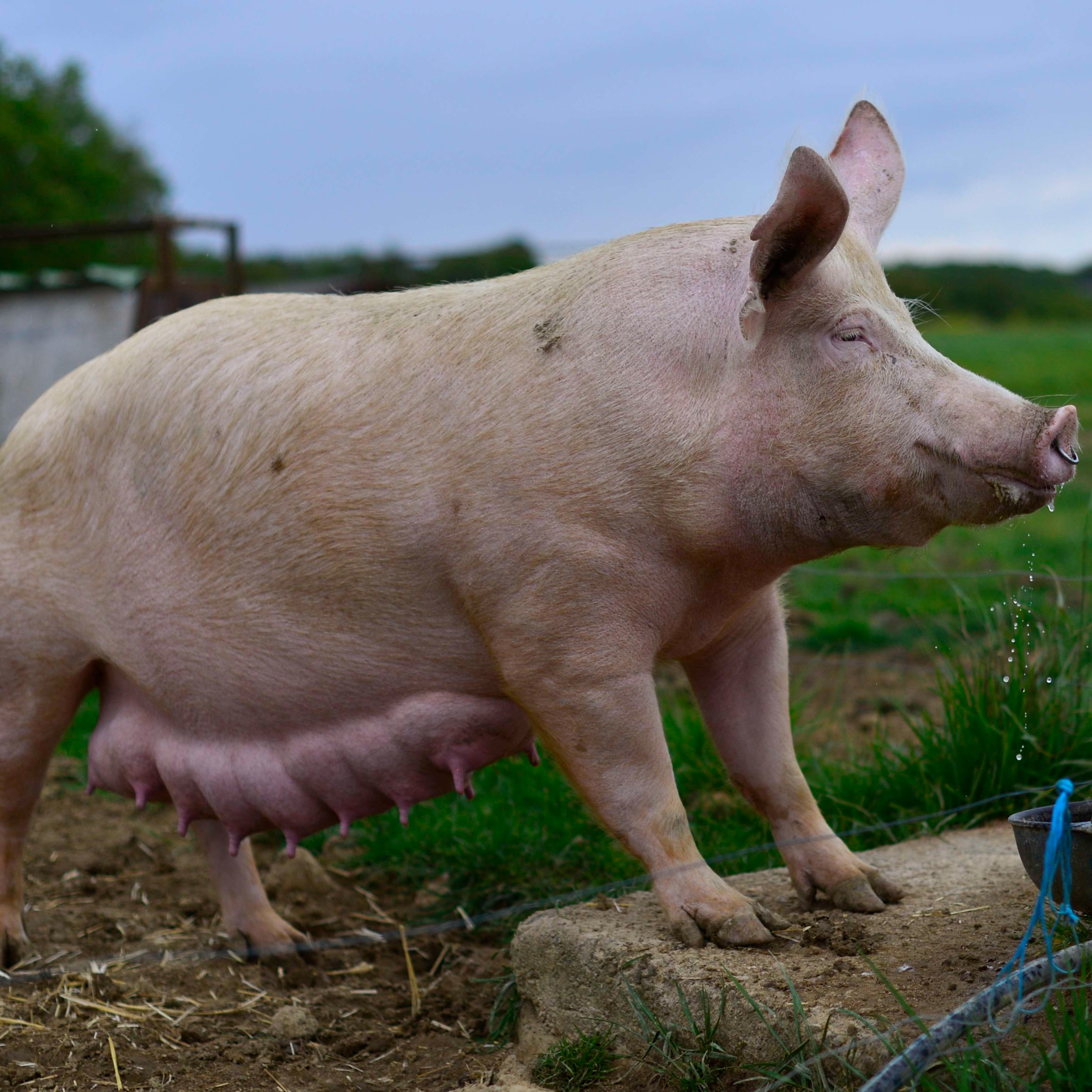 Truie à la ferme du GAEC de l'étang à La Puye