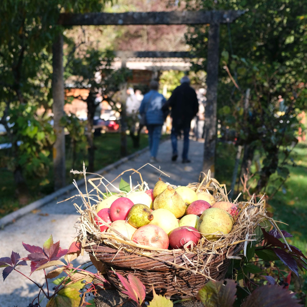 Un panier de pommes à l'occasion des 30 ans de l'association des cueilleurs de pommes de la Vienne