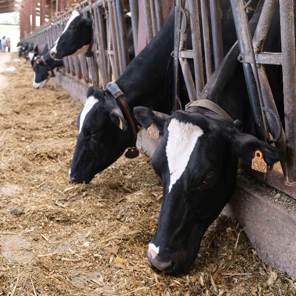 Vaches Prim'Holstein en train de manger à la Ferme de Blas'lait