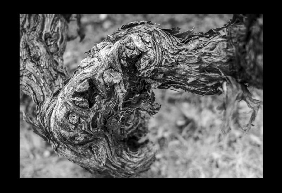 Vine plant, photograph by Jean-Yves Bardin