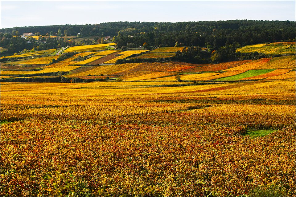 Côte d’Or vineyards in autumn