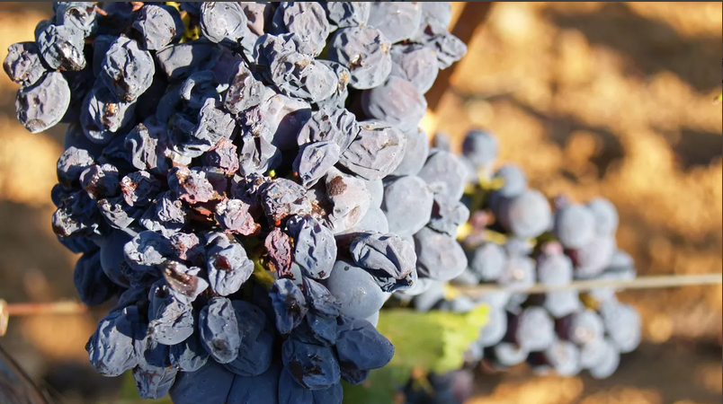 Cabernet Franc vines in the Loire