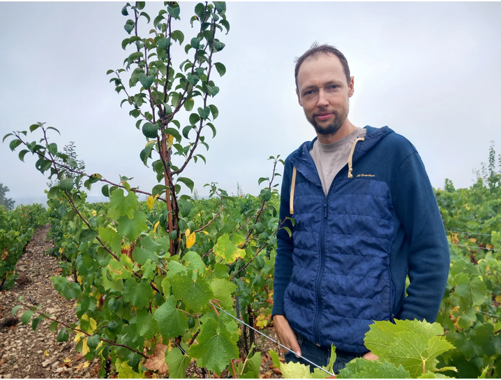 Trees planted among the vines at Domaine Bruno Dangin