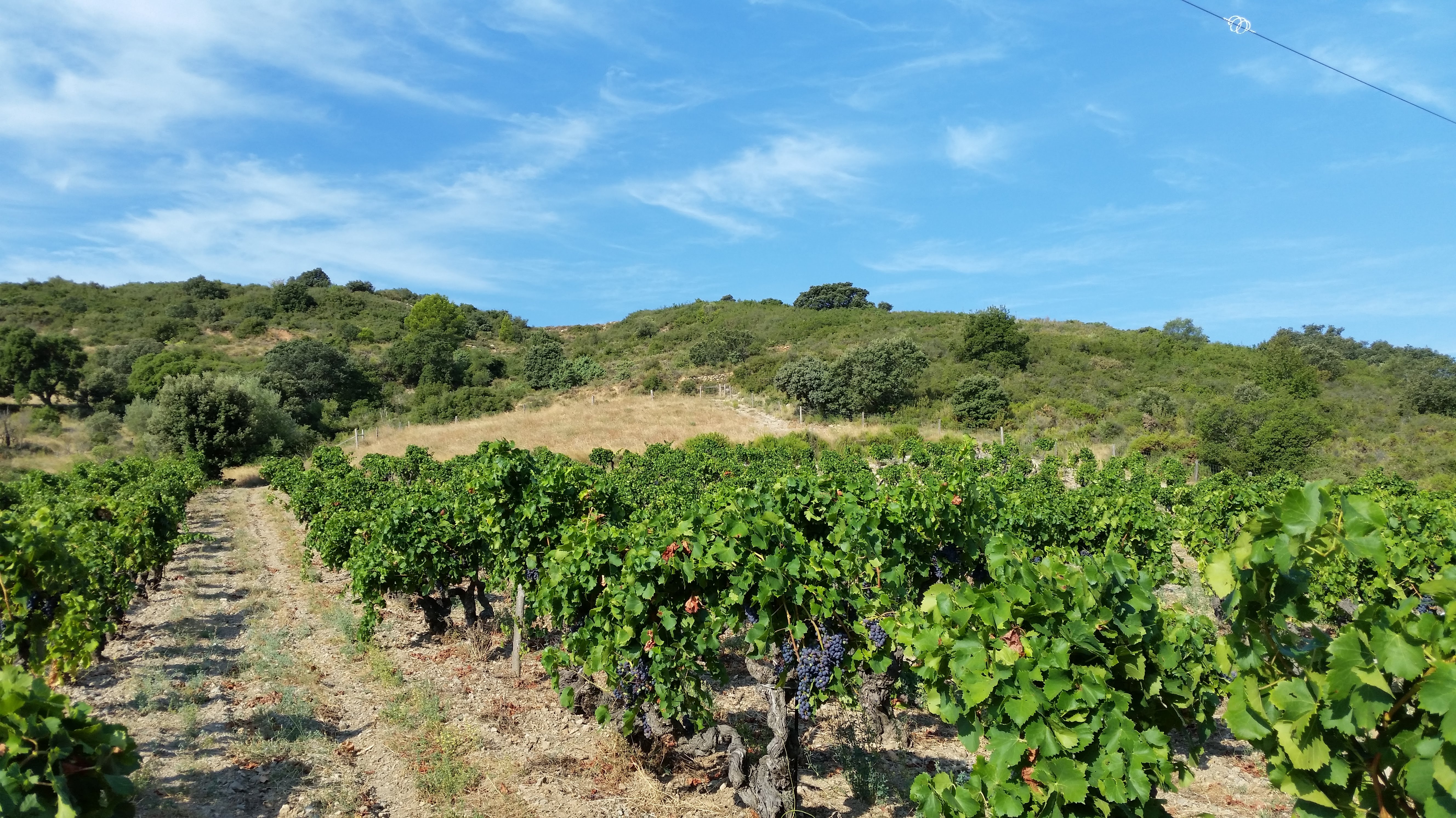 Old Grenache vines at Domaine Gauby