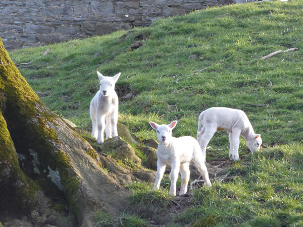 A Lamb gang