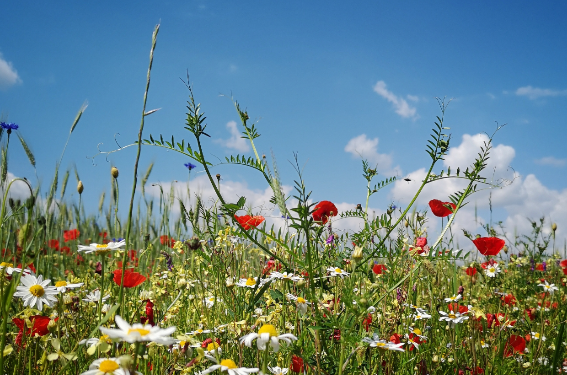 Blumenwiese