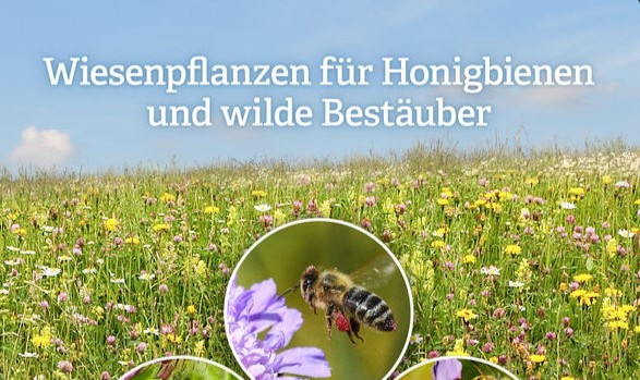 Wiese mit vielen Blumen und Biene