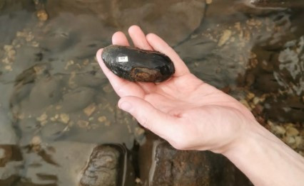 Flussperlmuschel auf Hand