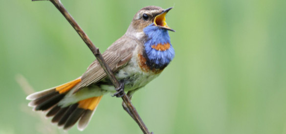 Blaukehlchen