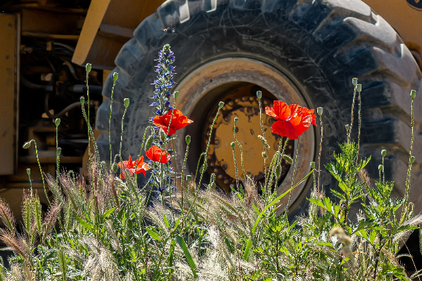 Mohnblumen vor Baggerrad