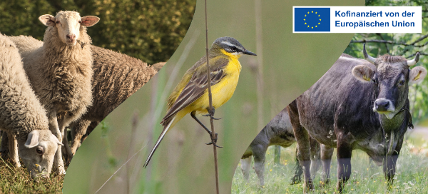 Collage: Schafe, Vogel und Rind