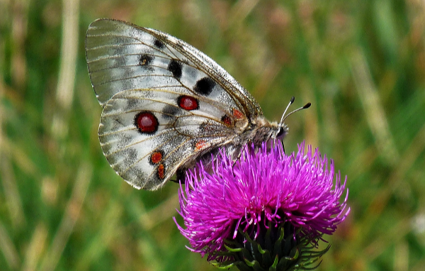 Schmetterling auf Blume