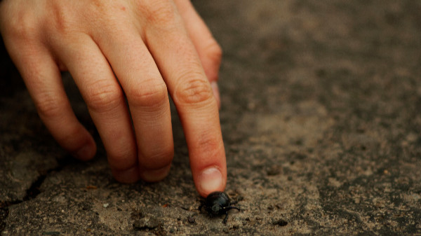 Finger zeigt auf Käfer