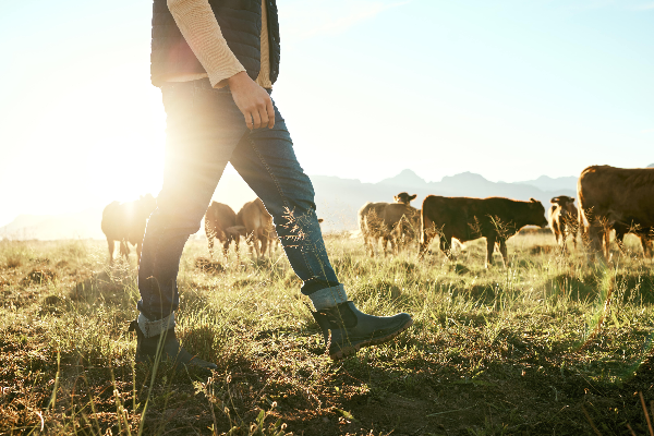 Mensch und Kühe auf Feld