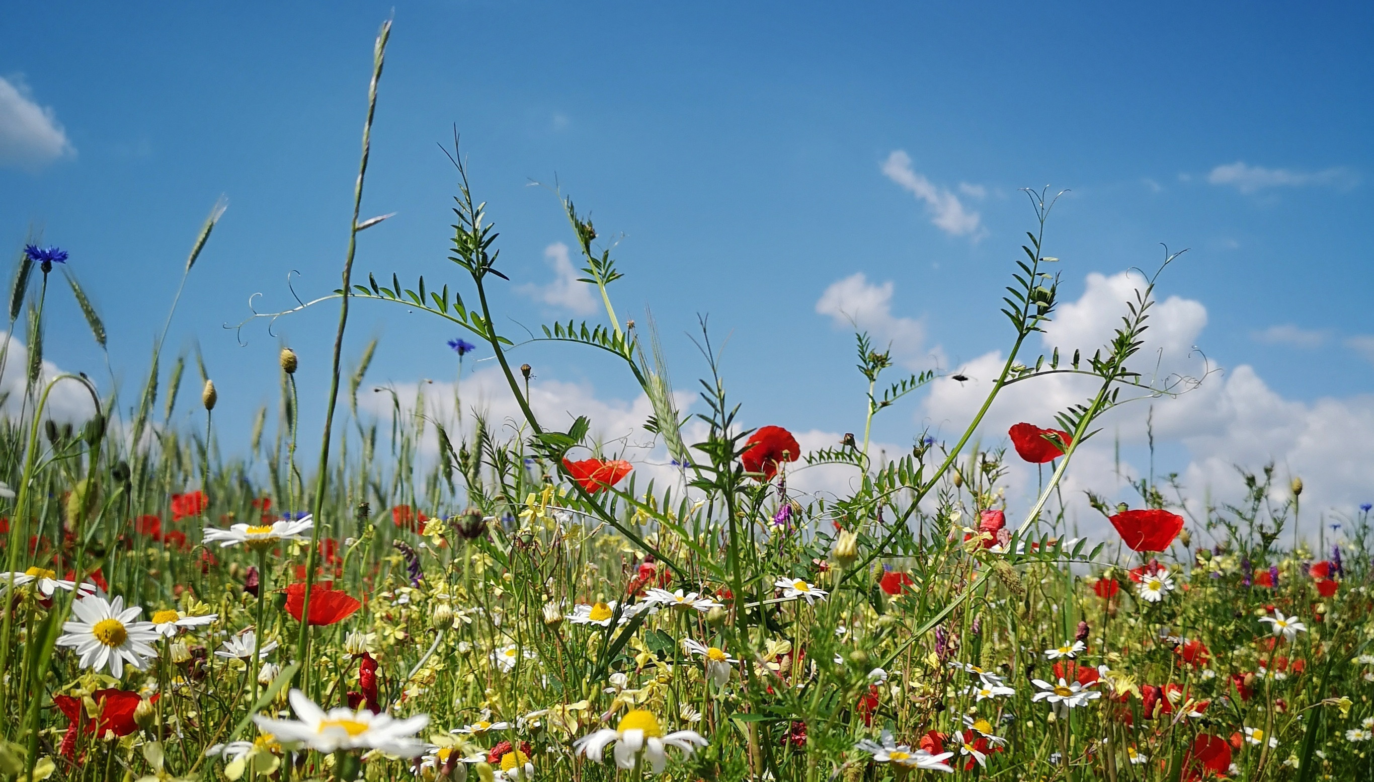Blumenwiese