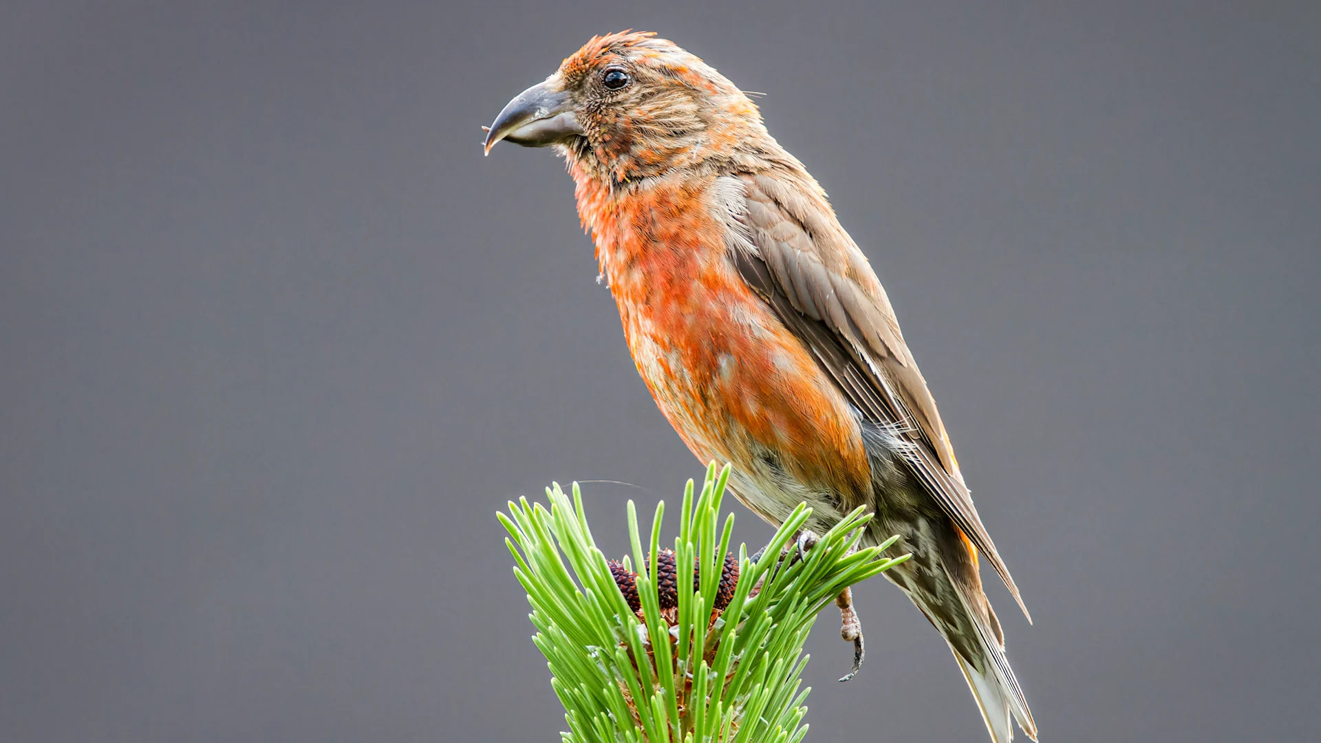 Vogel auf Nadelbaum