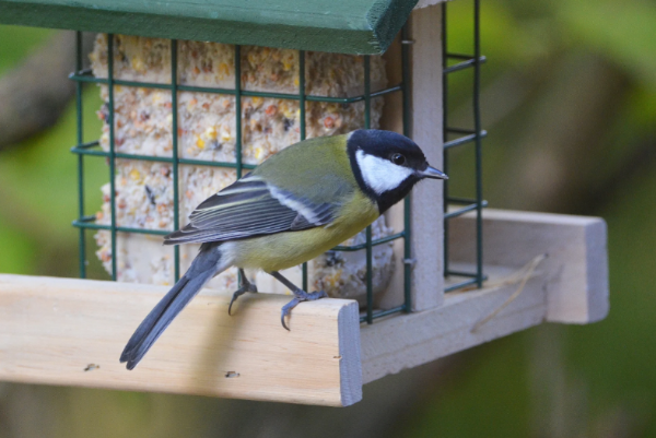 Vogel am Vogelhaus