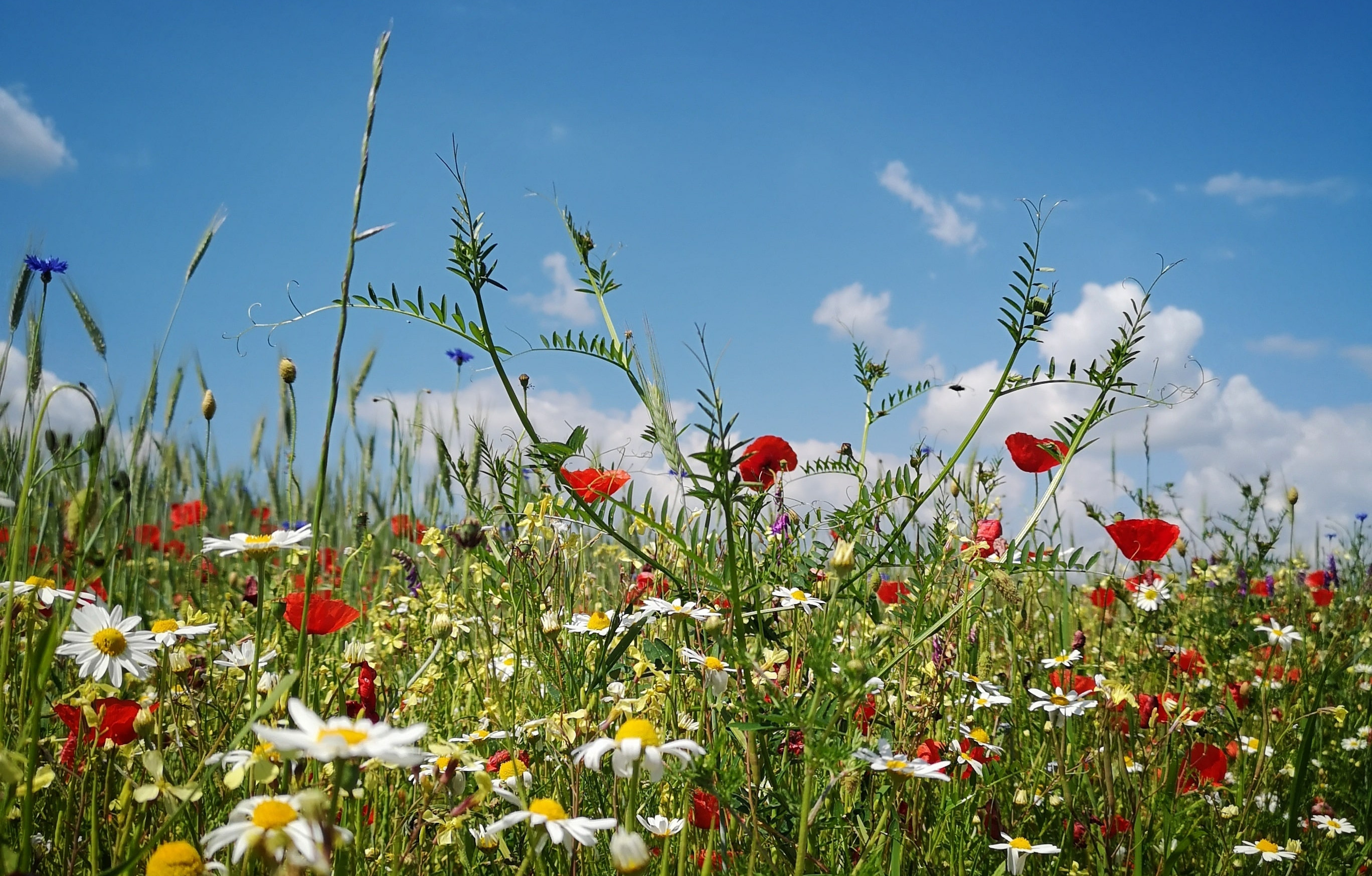 Blumenwiese