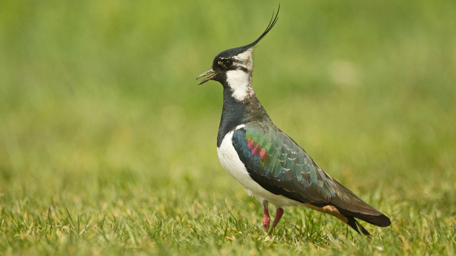 Vogel am Vogelhaus